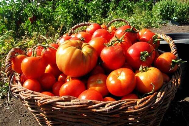 Как вырастить вкусные помидоры и увеличить их урожай в 2 раза: гарантированный результат
