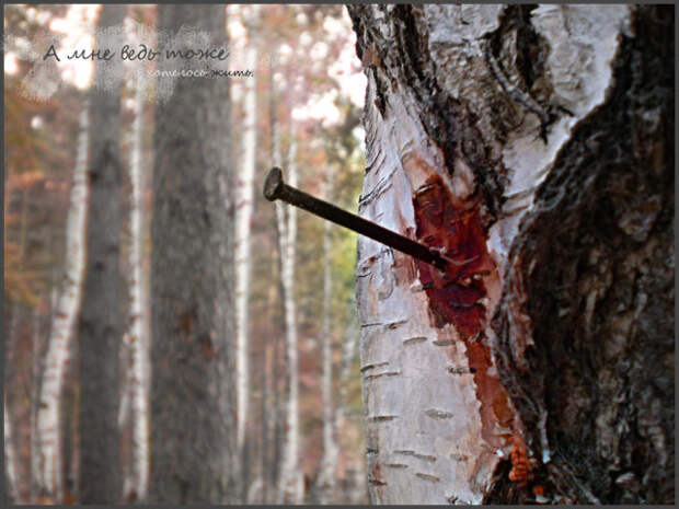 SOS! Заповедники пойдут под топор. В Госдуме готовят опасные поправки в закон