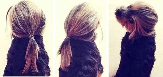 собаки похожие на людей, собаки которые ведут себя как люди 