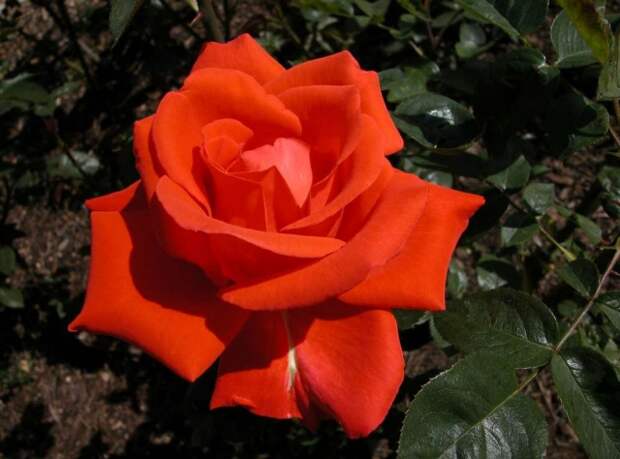 Сорт «Александер»