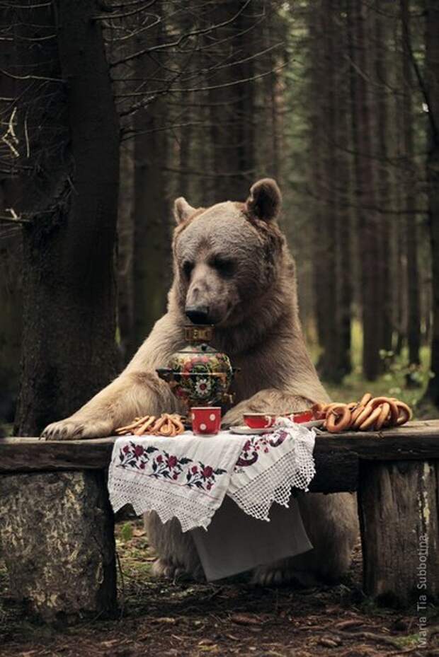 Фото с днем рождения с медведем