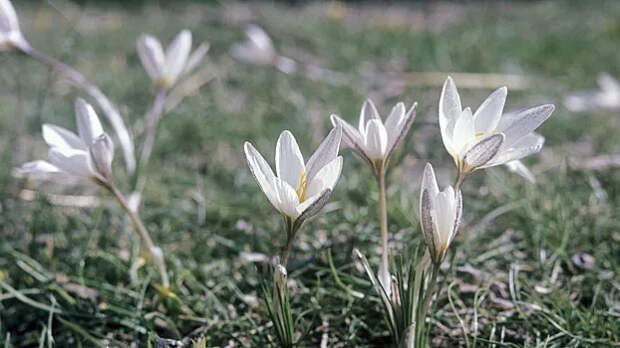 Юрист предупредил: за сбор подснежников в России грозит до восьми лет тюрьмы