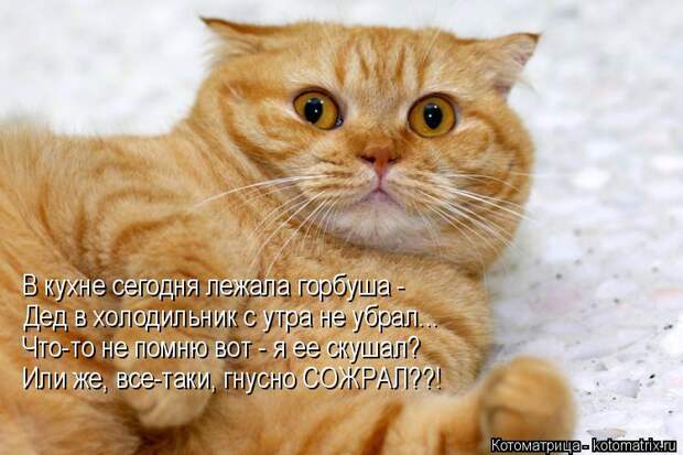 Котоматрица: В кухне сегодня лежала горбуша - Дед в холодильник с утра не убрал... Что-то не помню вот - я ее скушал? Или же, все-таки, гнусно СОЖРАЛ??!
