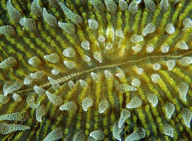Кораллы – древнейшие существа на Земле