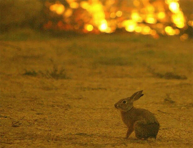 Парень спас кролика в лесном пожаре и пожелал остаться неизвестным