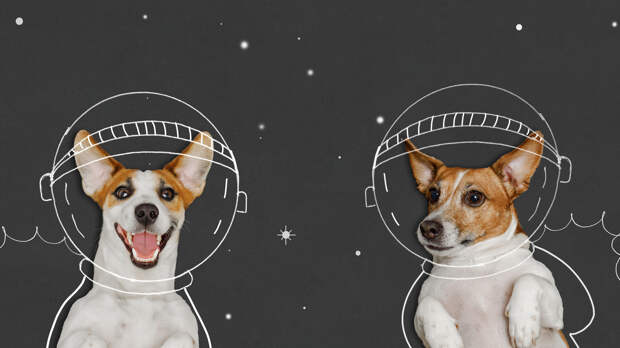 Самые шокирующие животные, которых запускали в космос