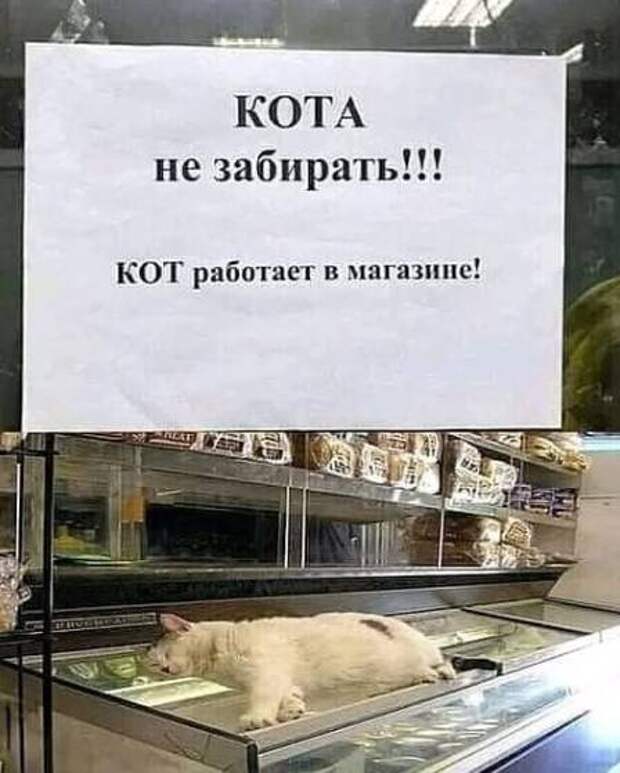 Коты настолько самодостаточны, что для них и про них уже сочиняют объявления: 12 фото