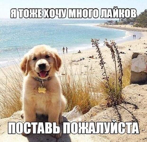 Позитивные фотографии и милые картинки для улыбки