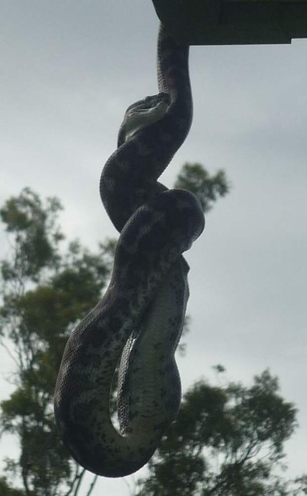 А тем временем в Австралии А тем временем в Австралии австралия, животные, змея