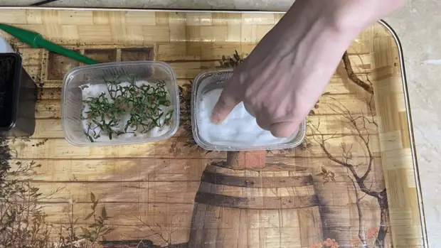 Легкий способ посева томатов, дающий отличный результат