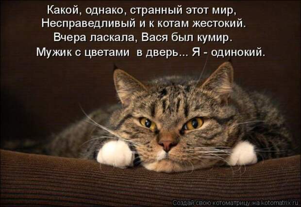 Лучшие котоматрицы недели (50 фото)