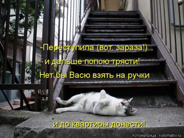 Лучшие котоматрицы недели (50 фото)