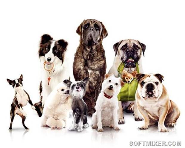 hotel-for-dogs