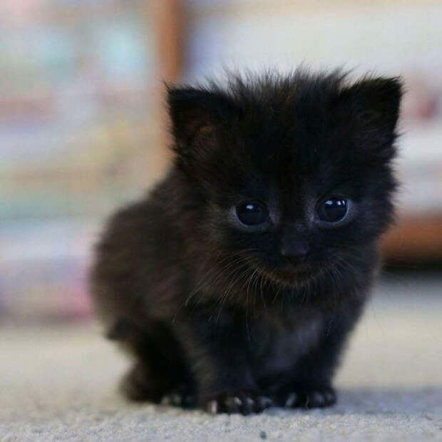 Прелестные кусочки тьмы для любителей чёрных кошек 