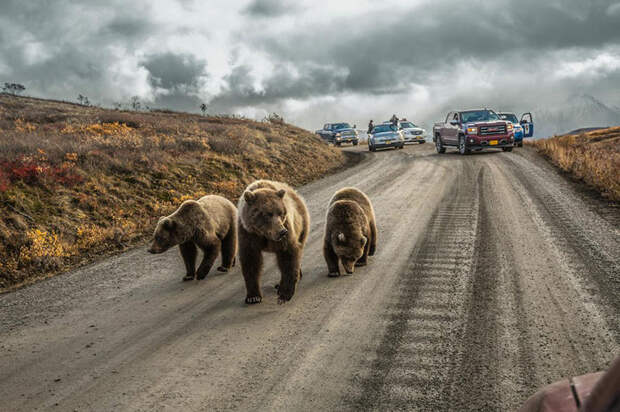 20 лучших фотографий  2016 года по версии National Geographic