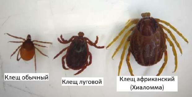 Появившиеся на юге России клещи-мутанты, способные преследовать жертву