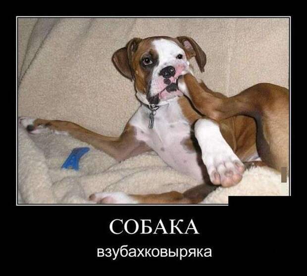 Демотиваторы (30 фото)