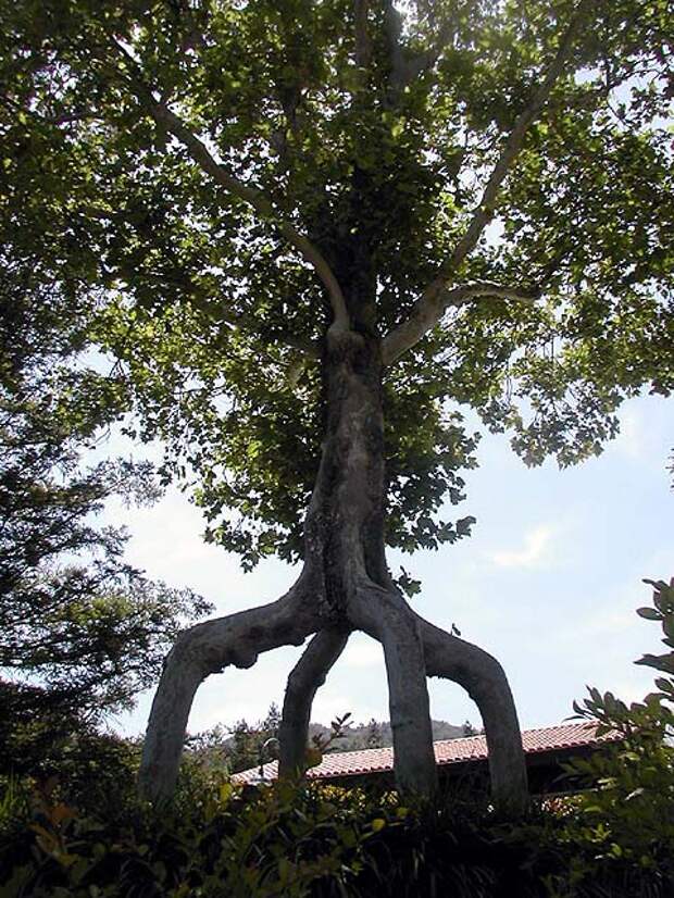 Дерево Природа деревья, факты