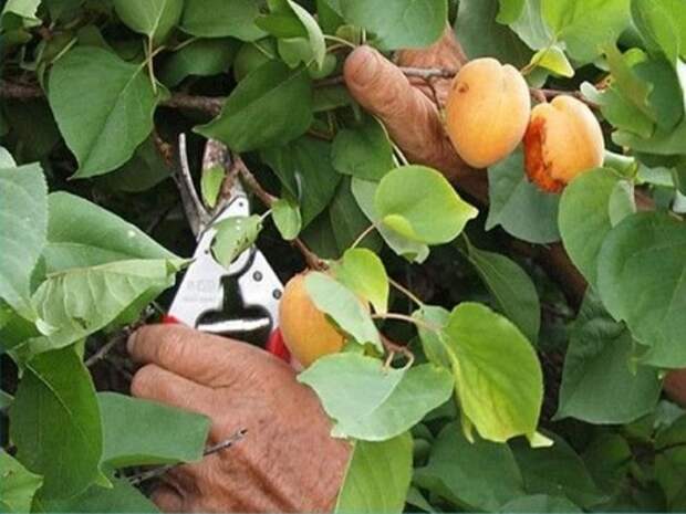 летняя обрезка абрикос