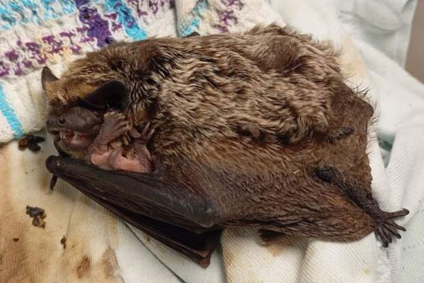 Тульские волонтеры спасли беременную самку двухцветного кожана