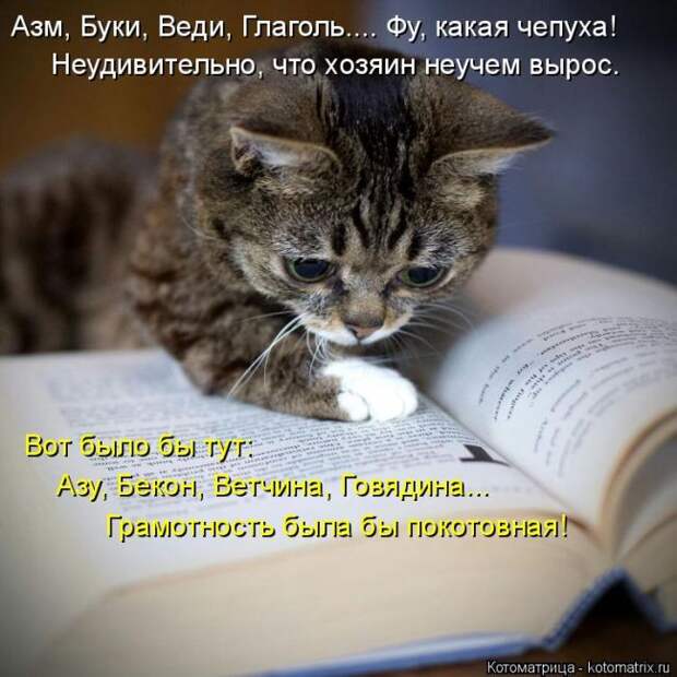 Лучшие котоматрицы недели (50 фото)