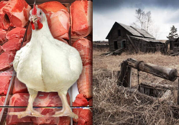 О причинах "изобилия" мяса при заброшенных полях России