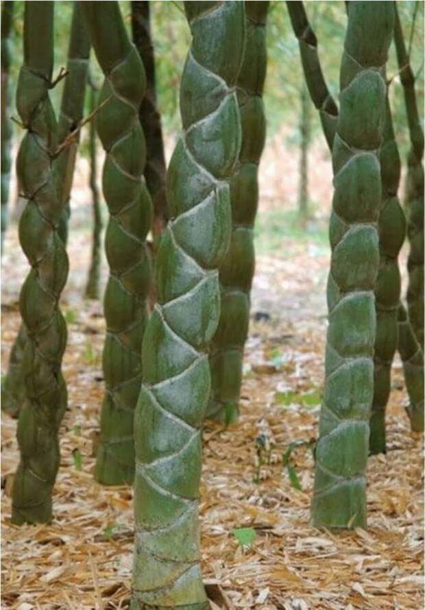 Самая удивительная трава на планете - бамбук