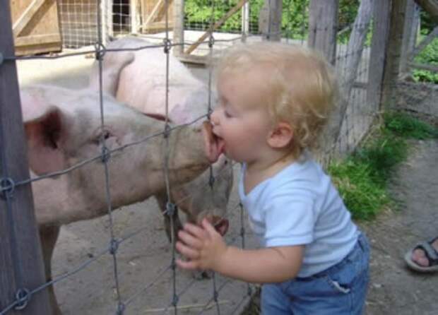 713-piggy-kiss.jpg