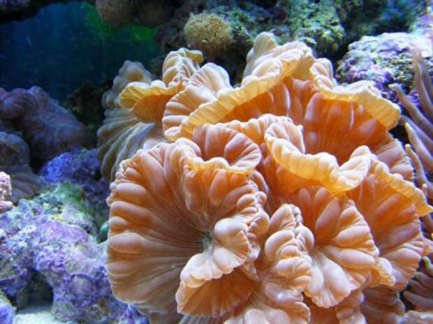 Кораллы – древнейшие существа на Земле