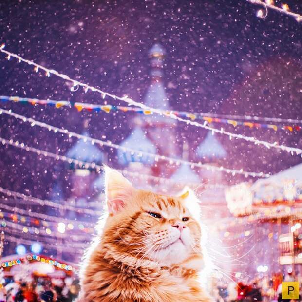 Роскошный рыжий кот по имени Котлета (27 фото) Роскошный рыжий кот по имени Котлета (27 фото)