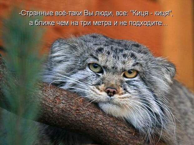 Мысли вслух :)