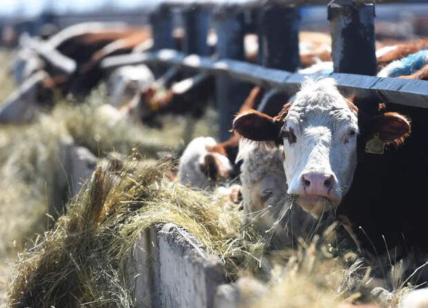 Фермеры Новосибирской области получили больше 45 млн рублей за изъятый скот