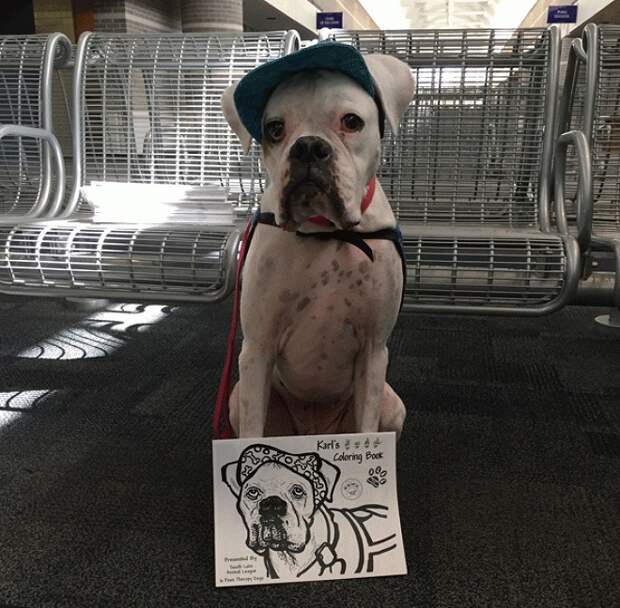 Собака с плакатом