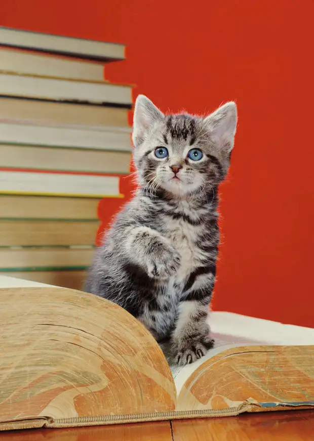 ������ ������� � �������, ������� 70 ��� �������������� �����   23