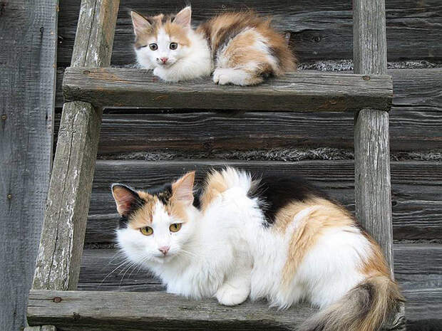 14. 14. котенок, кошка