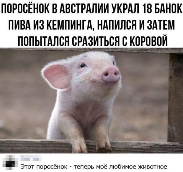 Смешные комментарии