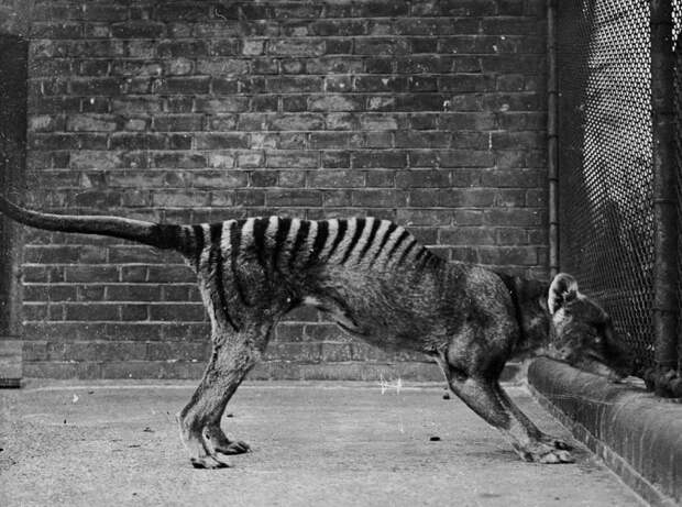 Уникальные снимки последних тилацинов ― сумчатых волков, исчезнувших по вине человека