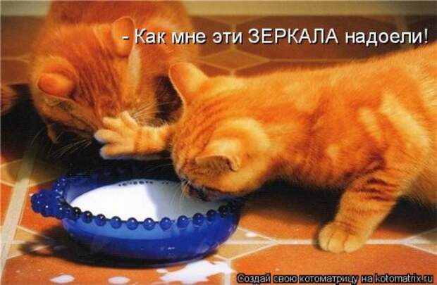 Лучшая котоматрица недели (38 фото)