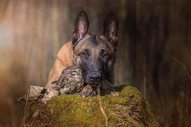 557505-900-1458032069-ingo-else-dog-owl-friendship-tanja-brandt-2
