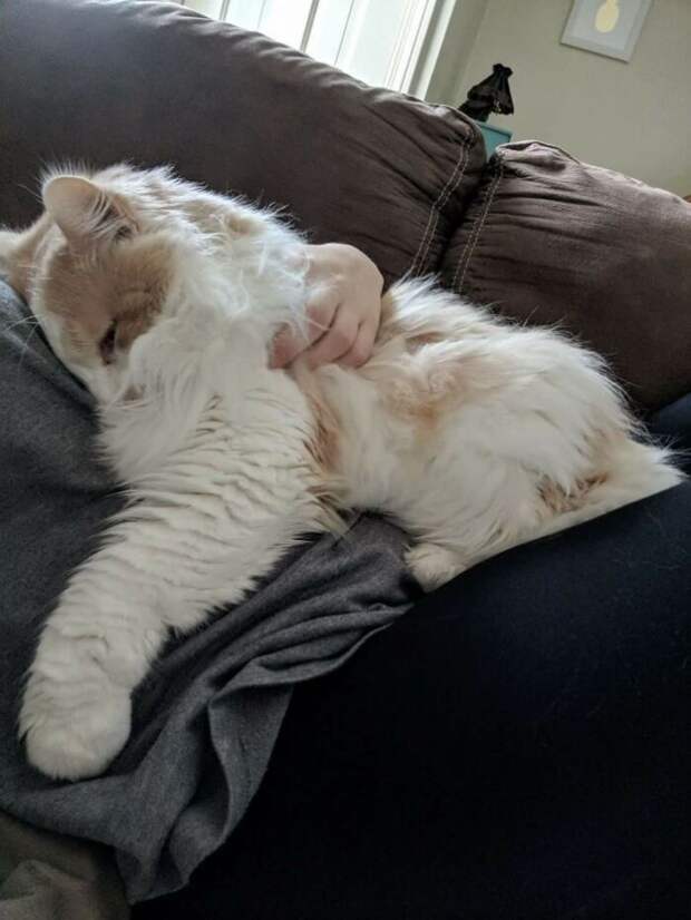 Без кота и жизнь не та
