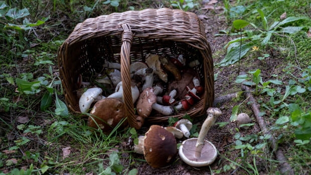 Штраф до миллиона и тюрьма: за сбор каких грибов можно дорого заплатить