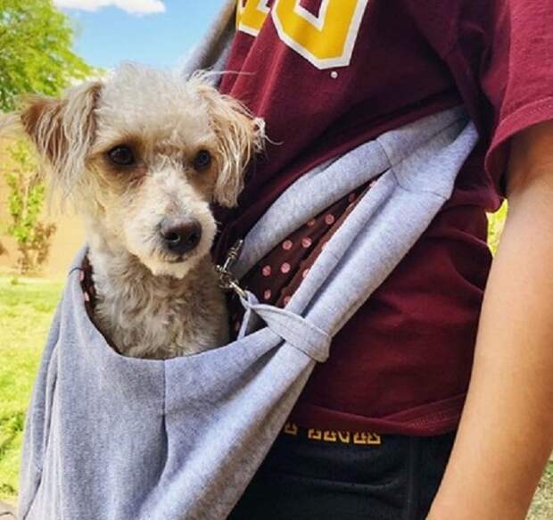 Собачка в сумке