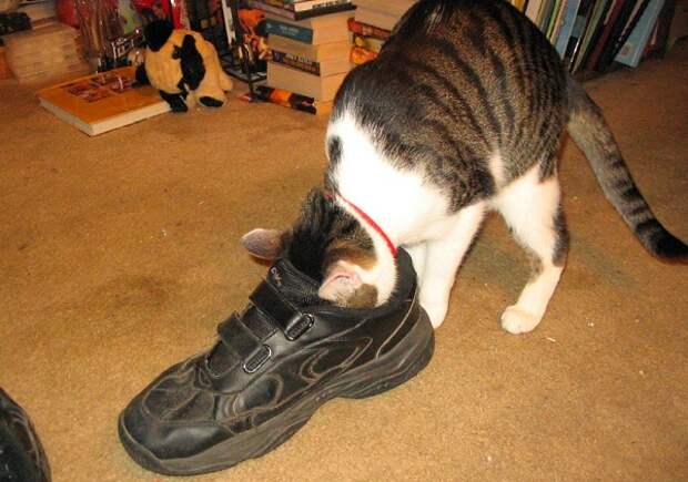 кот и обувь