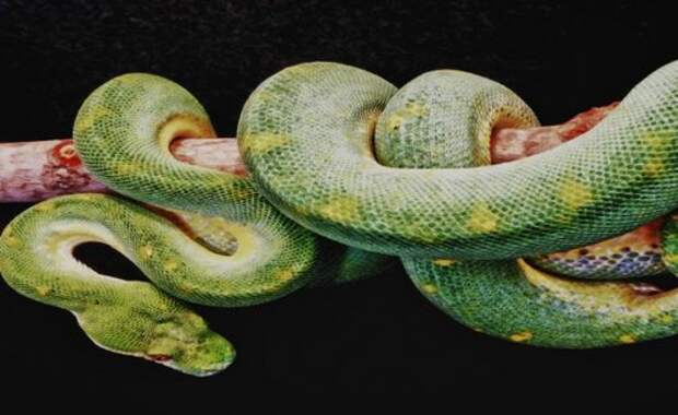 Самые длинные змеи, известные человеку (7 фото)