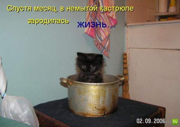 Котоматрица (18 фото)