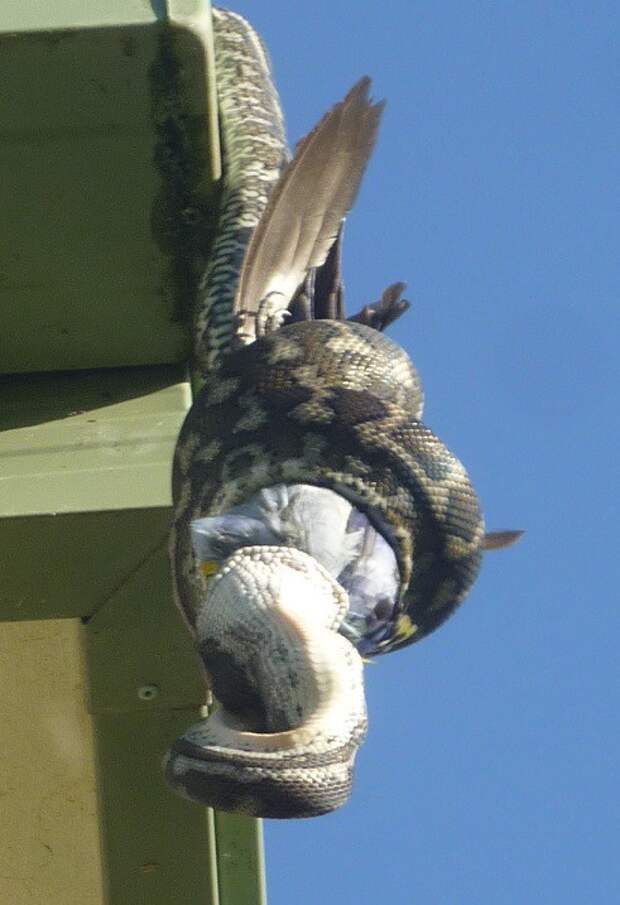 А тем временем в Австралии А тем временем в Австралии австралия, животные, змея