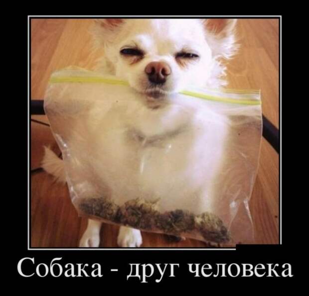 Демотиваторы (30 фото)