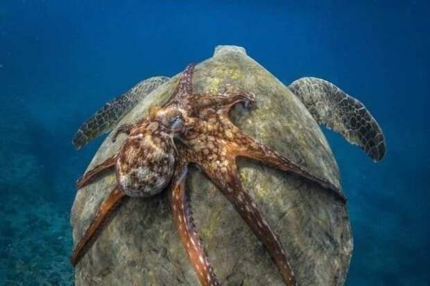 Просто осьминог катается на черепахе интересно., факты, фото