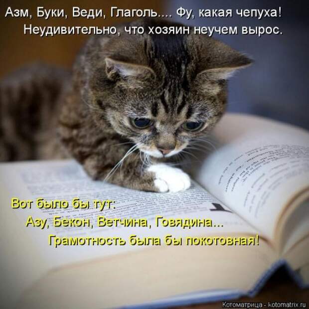 Свежая котоматрица (22 шт)