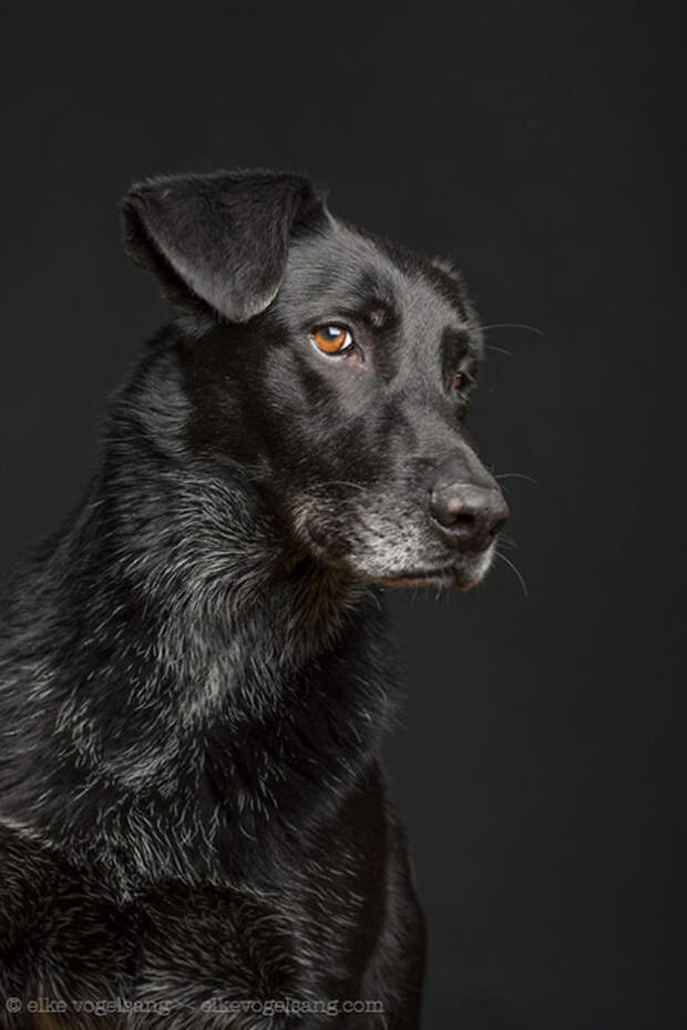 Фотопроект: 10 собак, сомневающихся в адекватности фотографа